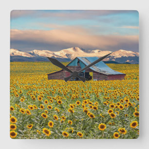 Farms   Sunflower Field Quadratische Wanduhr