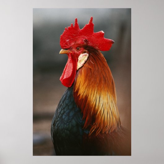 Farmyard Domestic Rooster Poster (Vorne)