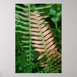 FARN 1 POSTER