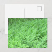 Farn Foto Postkarte (Vorne/Hinten)