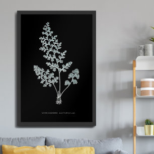 Farn - Gymnogramma Leptophylla - Röntgen-Effekt –  Poster