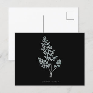 Farn - Gymnogramma Leptophylla - Röntgen-Effekt –  Postkarte