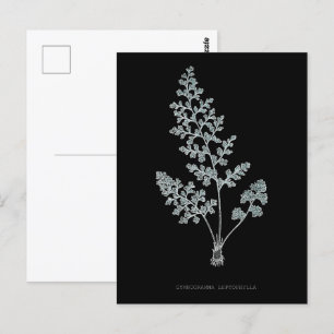 Farn - Gymnogramma Leptophylla - Röntgen-Effekt –  Postkarte