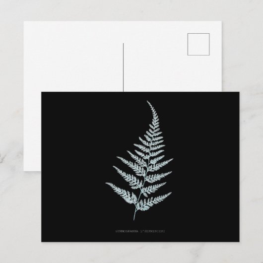 Farn - Gymnogramma L'herminieri. Röntgen-Effekt – Postkarte (Vorne/Hinten)