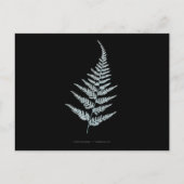 Farn - Gymnogramma L'herminieri. Röntgen-Effekt – Postkarte (Vorderseite)