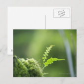 Farn in Regenwaldnähe Postkarte (Vorne/Hinten)