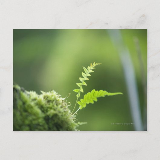Farn in Regenwaldnähe Postkarte (Vorderseite)
