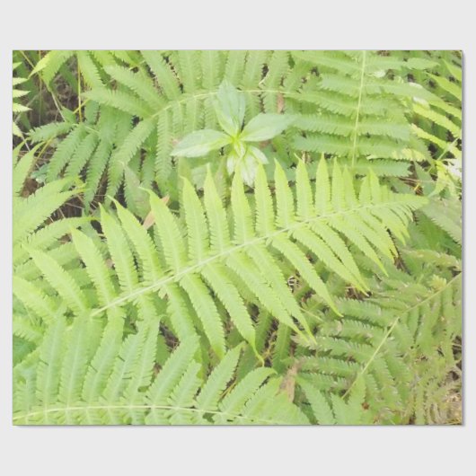 Farn-Packpapier Matt Geschenkpapier (Flach)