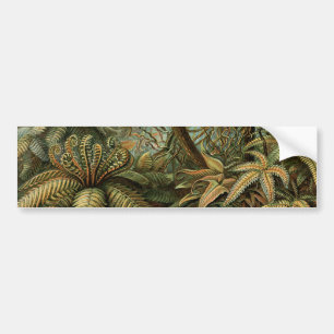 Farn Palmenbaum Antik Botanisch Farn Kunst Autoaufkleber