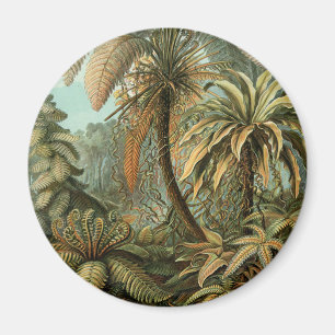 Farn Palmenbaum Antik Botanisch Farn Kunst Magnet