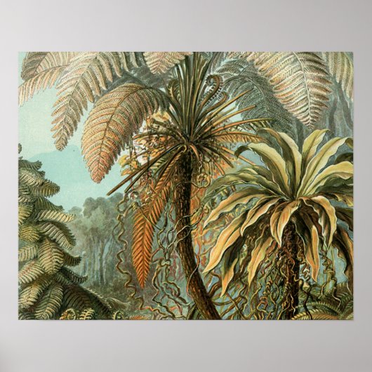 Farn Palmenbaum Antik Botanisch Farn Kunst Poster (Vorne)
