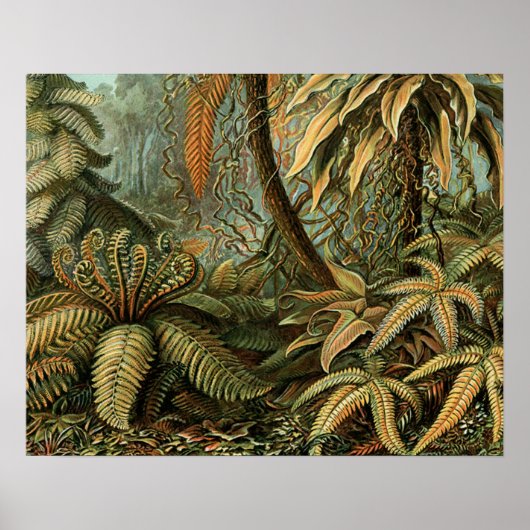 Farn Palmenbaum Antik Botanisch Farn Kunst Poster (Vorne)
