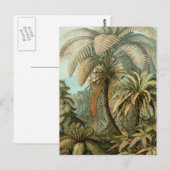 Farn Palmenbaum Antik Botanisch Farn Kunst Postkarte (Vorne/Hinten)