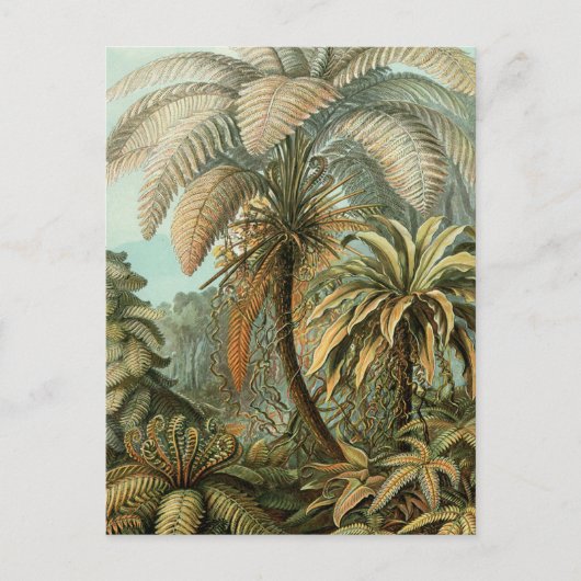 Farn Palmenbaum Antik Botanisch Farn Kunst Postkarte (Vorderseite)