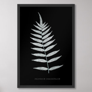 Farn - Polypodyum Fraxinifolium - Röntgen-Effekt - Fotodruck