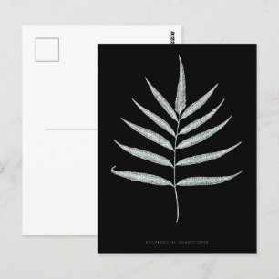 Farn - Polypodyum Grandidens - Röntgen-Effekt - 10 Postkarte
