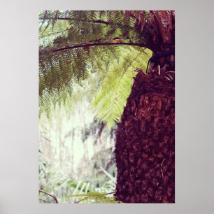 Farn-Regenwald Poster