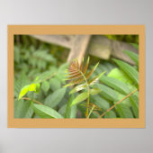 Farnblätter Foto Poster (Vorne)