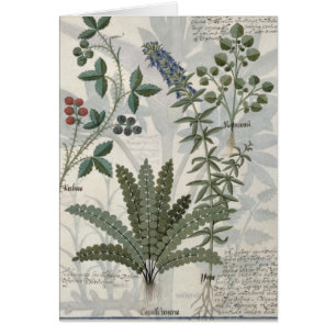 Farne, Brombeersträucher und Blumen