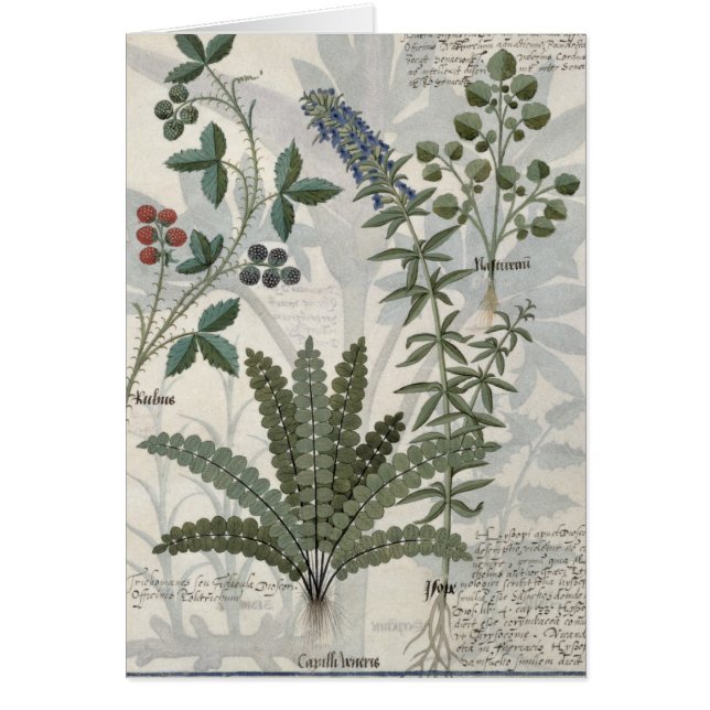 Farne, Brombeersträucher und Blumen (Vorne)