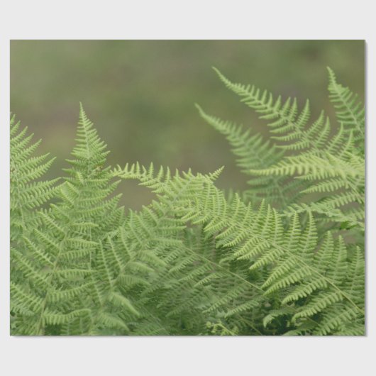 Farne Geschenkpapier (Flach)