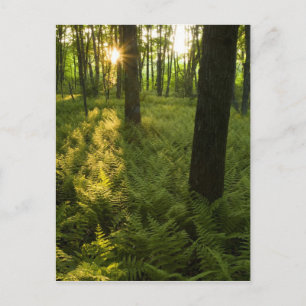 Farne im Wald in Grafton, Massachusetts. Postkarte