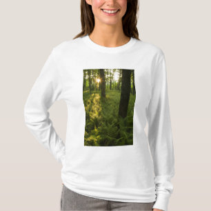 Farne im Wald in Grafton, Massachusetts. T-Shirt