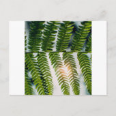 Farngoly Postkarte (Vorderseite)