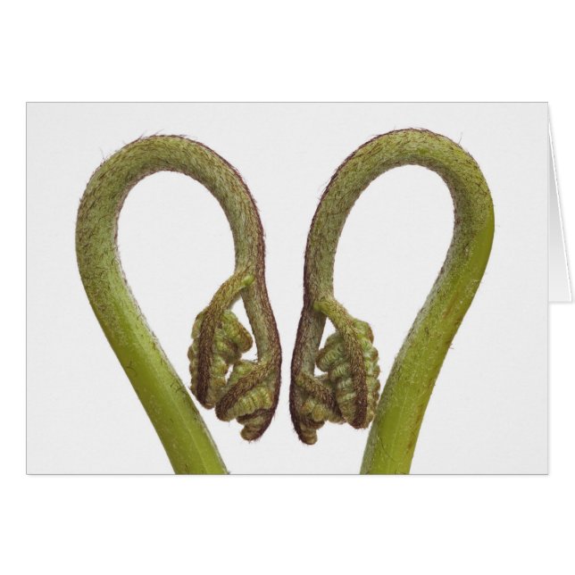 Farnsprösslinge 2 (Vorderseite (Horizontal))