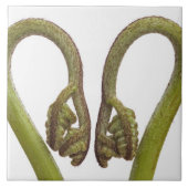 Farnsprösslinge 2 fliese (Vorderseite)