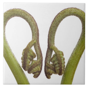 Farnsprösslinge 2 fliese