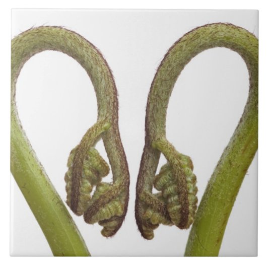 Farnsprösslinge 2 fliese (Vorderseite)