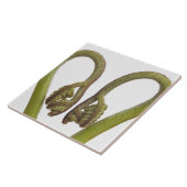 Farnsprösslinge 2 fliese (Seite)