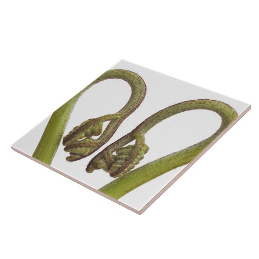 Farnsprösslinge 2 fliese (Seite)