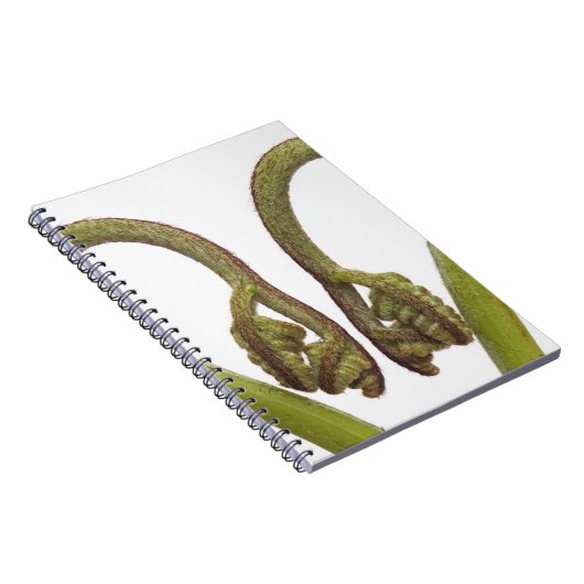 Farnsprösslinge 2 notizblock (Rechte Seite)