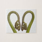 Farnsprösslinge 2 puzzle (Horizontal)