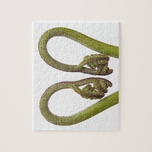 Farnsprösslinge 2 puzzle (Vertikal)