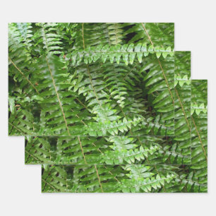 Farnwedel I Grüne Natur Geschenkpapier Set