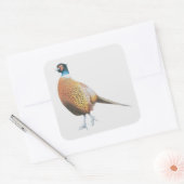 Fasan 2012 quadratischer aufkleber (Umschlag)