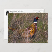 Fasan 407 postkarte (Vorne/Hinten)