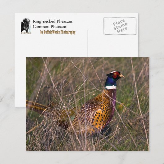 Fasan 407 postkarte (Vorne/Hinten)