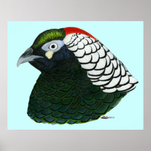Fasan: Lady Amherst Rooster Poster