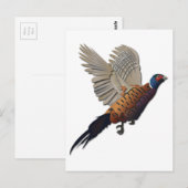 Fasan ohne Text Postkarte (Vorne/Hinten)