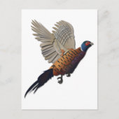Fasan ohne Text Postkarte (Vorderseite)