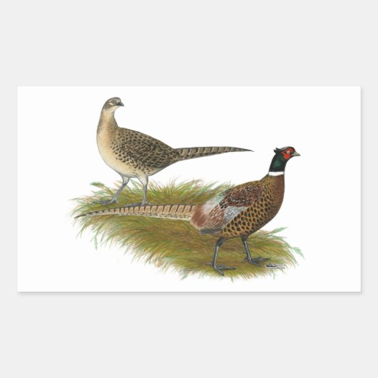 Fasan: Ringneck Rechteckiger Aufkleber (Vorderseite)