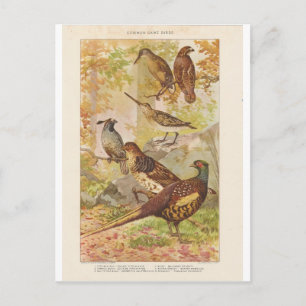 Fasan und anderes Wild Postkarte