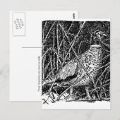 Fasane (Rasterstreifen) Postkarte (Vorne/Hinten)