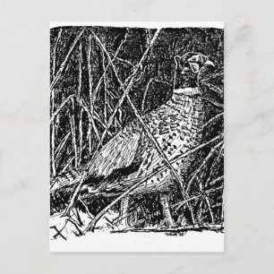 Fasane (Rasterstreifen) Postkarte