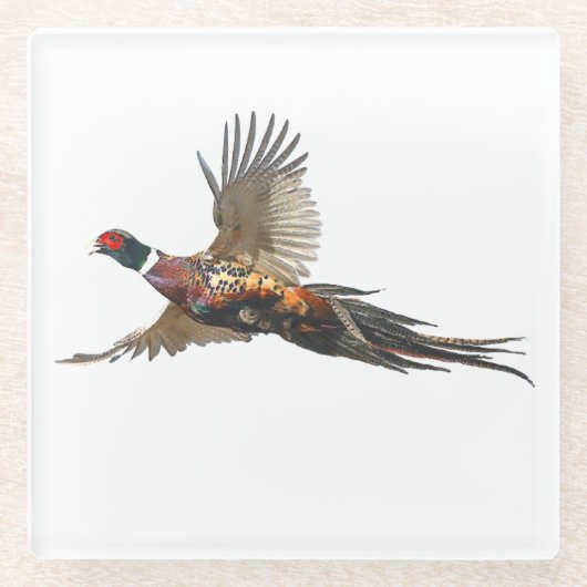 Fasant Glasuntersetzer (Vorderseite)