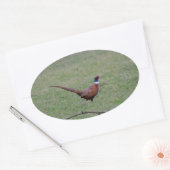 Fasant Ovaler Aufkleber (Umschlag)